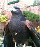 Bird control Hertfordshire