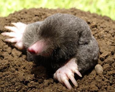 Mole control and trapping