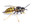wasp nest treatments Ware, Herts