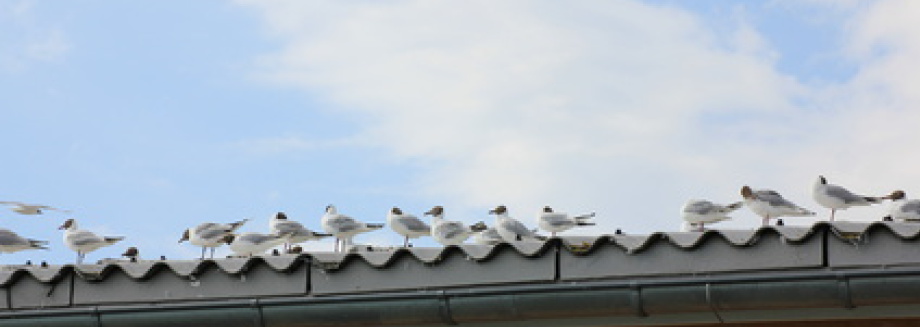 Gull problems Enfield